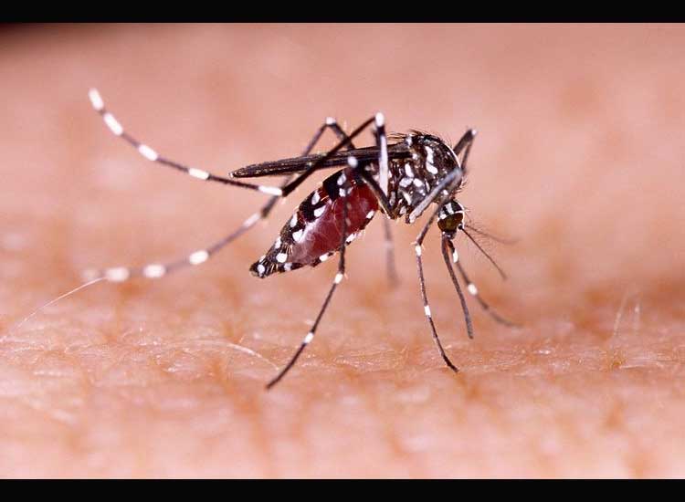 Dengue Fever Treatment